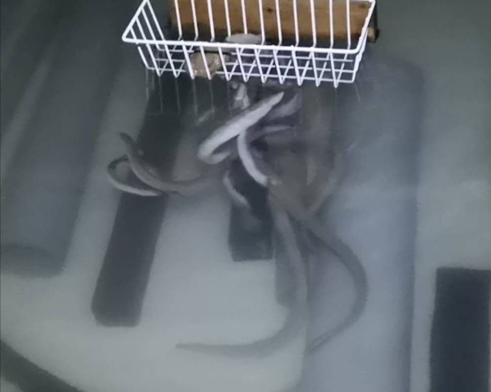 ハイステップ 6キロ うなぎの餌 ウナギの餌 鰻の餌 鰻用 練り餌 養鰻飼料