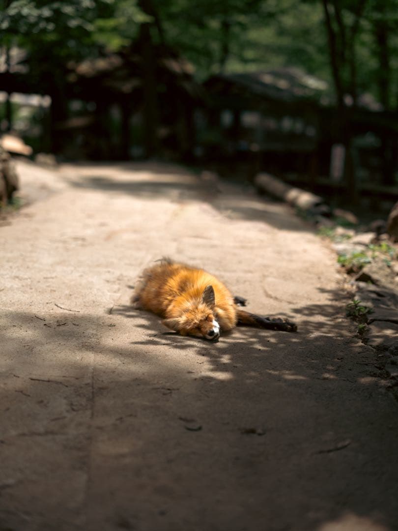 レンズ(単焦点) FUJIFILM GF80mm F1.7 R WR