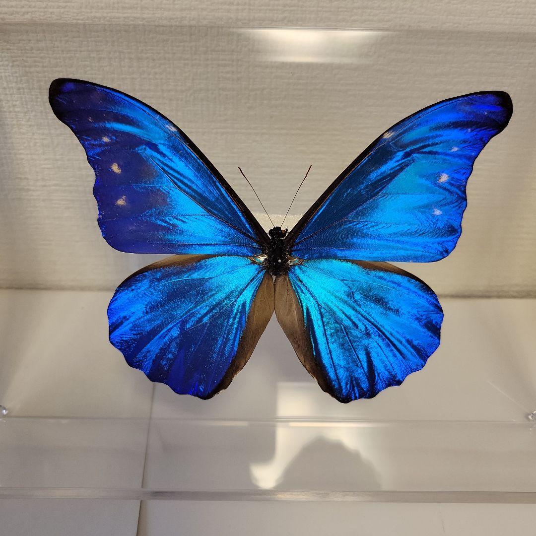 蝶の標本　ジャングルを舞う宝石(珍珍)