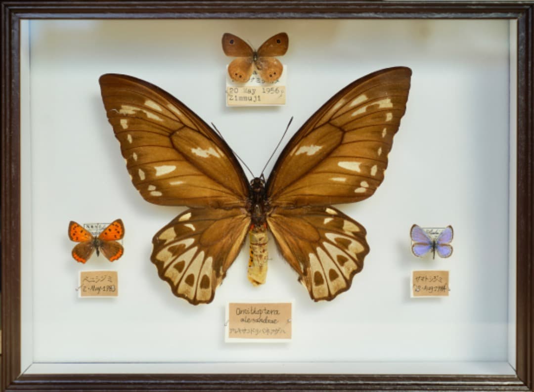 蝶の標本セット