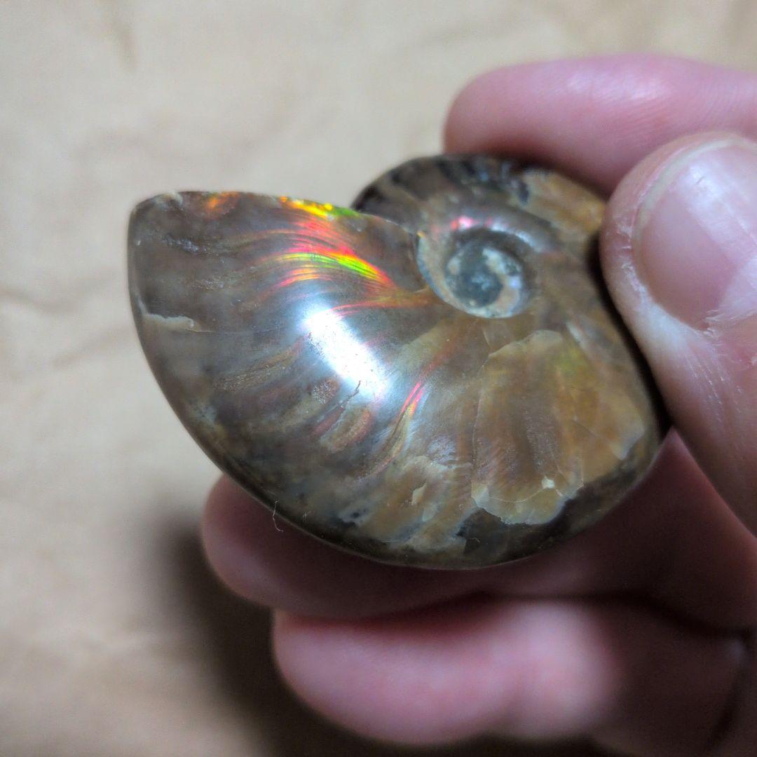 激レアオパール化アモナイト化石 極上品