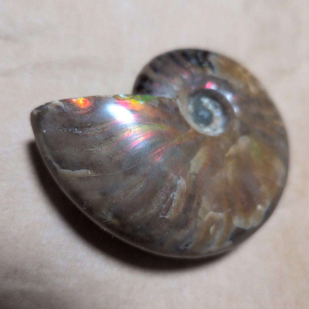 激レアオパール化アモナイト化石 極上品