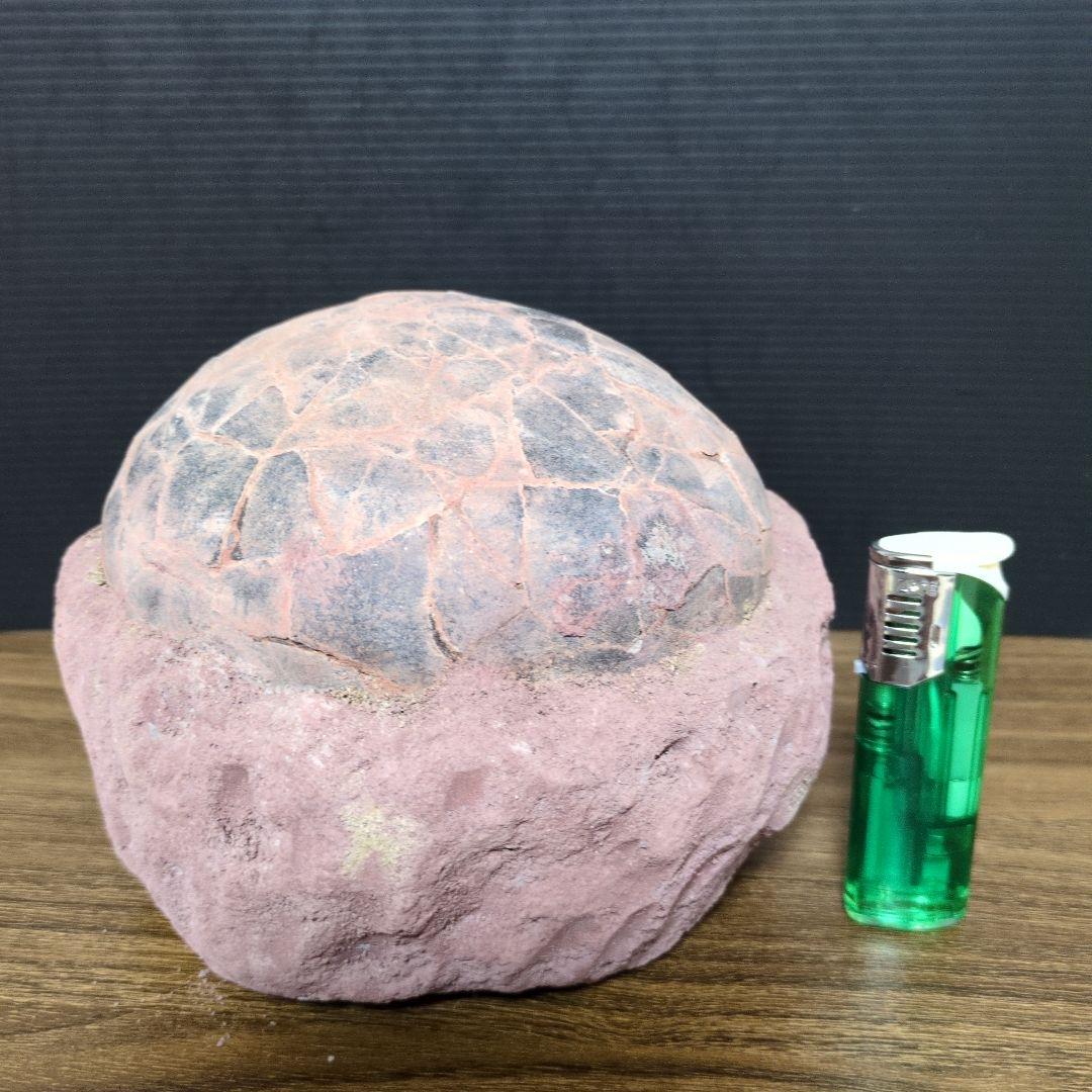 (貴重)　恐竜ハドロサウルスの卵化石　中国　補修あり