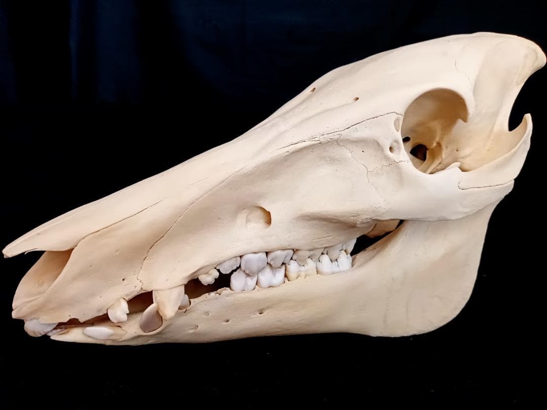 【頭骨標本】種名　イノシシ ♀ ２８Kg　頭長２５ｃｍ
