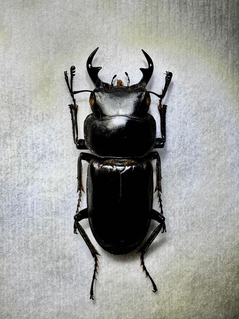 リュウキュウコクワガタ 超特大標本