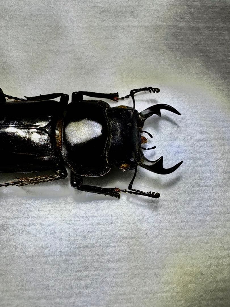 リュウキュウコクワガタ 超特大標本