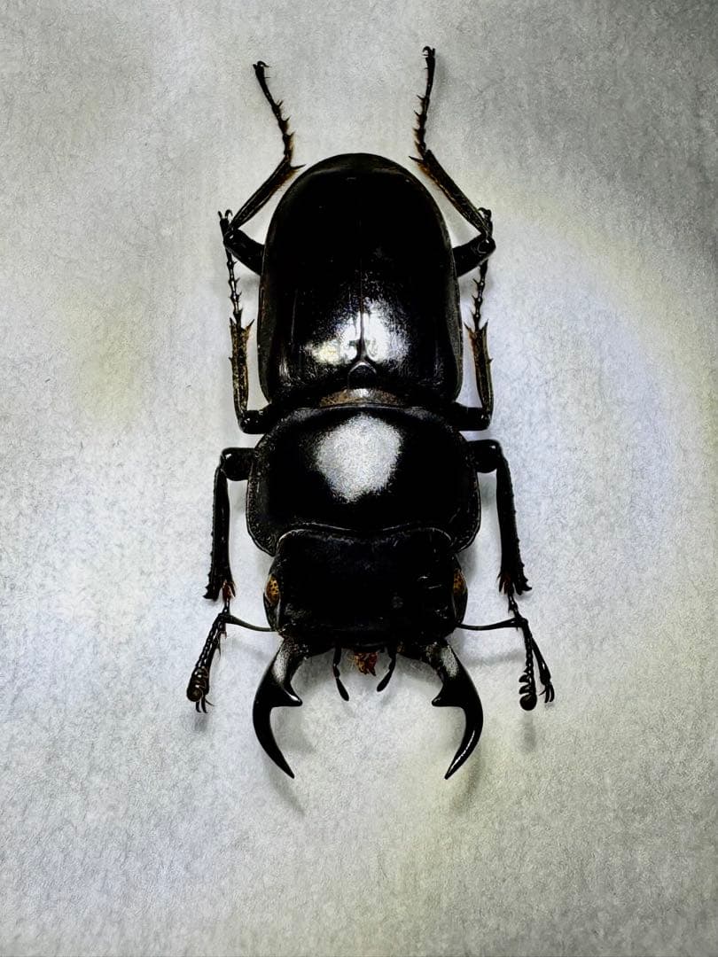 リュウキュウコクワガタ 超特大標本