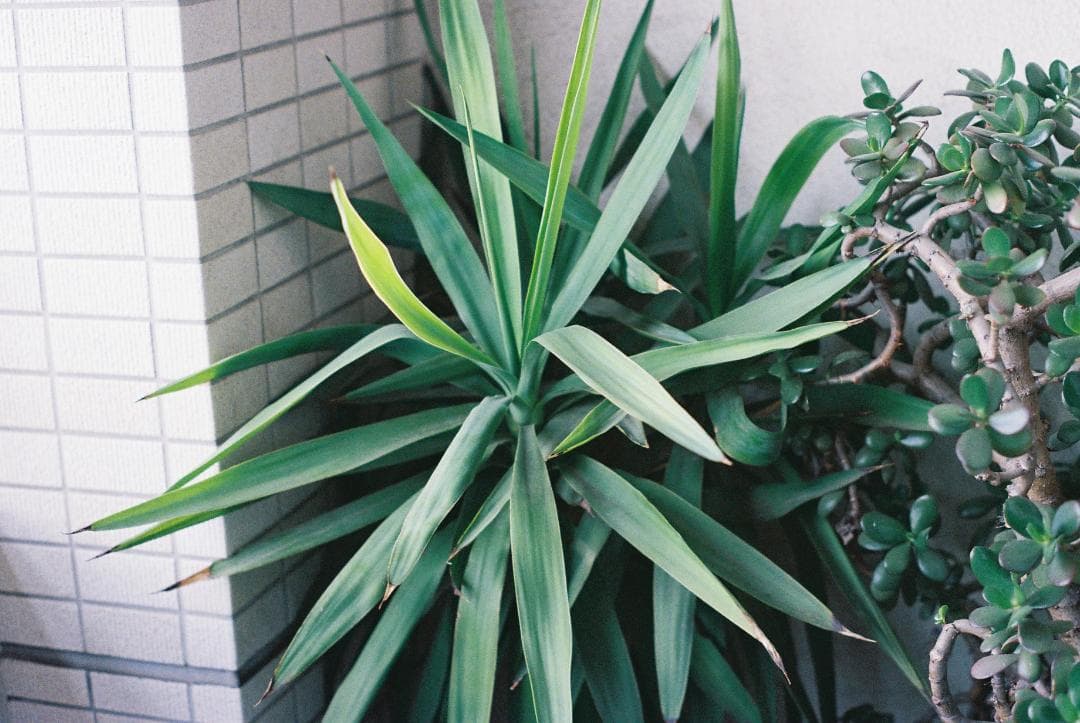 分解清掃実写済み Pentax SPF (F/1.8 55mm 標準レンズ付)