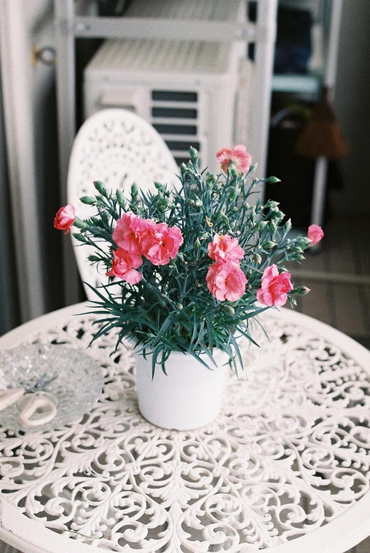 分解清掃実写済み Pentax SPF (F/1.8 55mm 標準レンズ付)