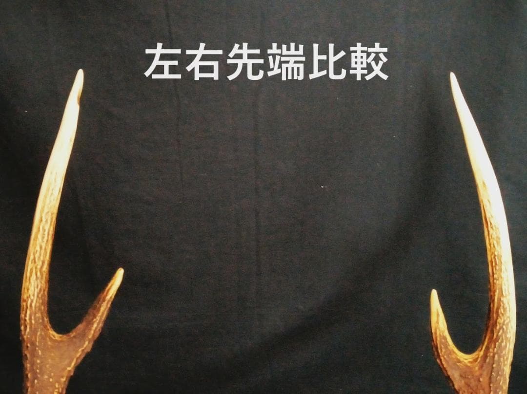 桜龍標本　ニホンジカ　オス　５６Kg　角付き頭骨＋寛骨