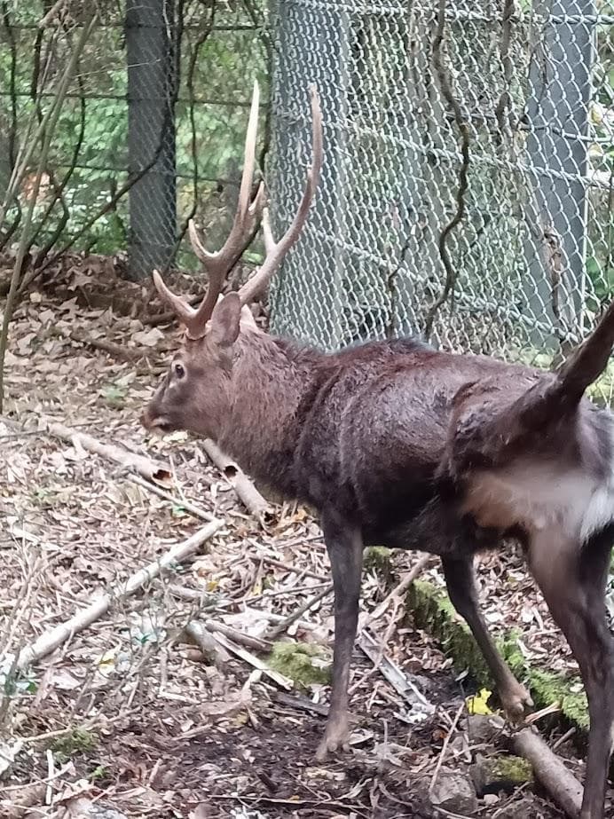 桜龍標本　ニホンジカ　オス　５６Kg　角付き頭骨＋寛骨