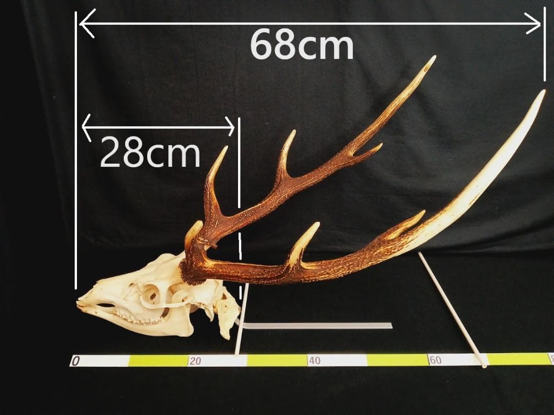 桜龍標本　ニホンジカ　オス　５６Kg　角付き頭骨＋寛骨