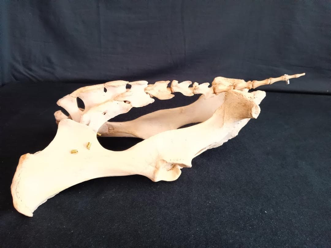 桜龍標本　ニホンジカ　オス　５６Kg　角付き頭骨＋寛骨