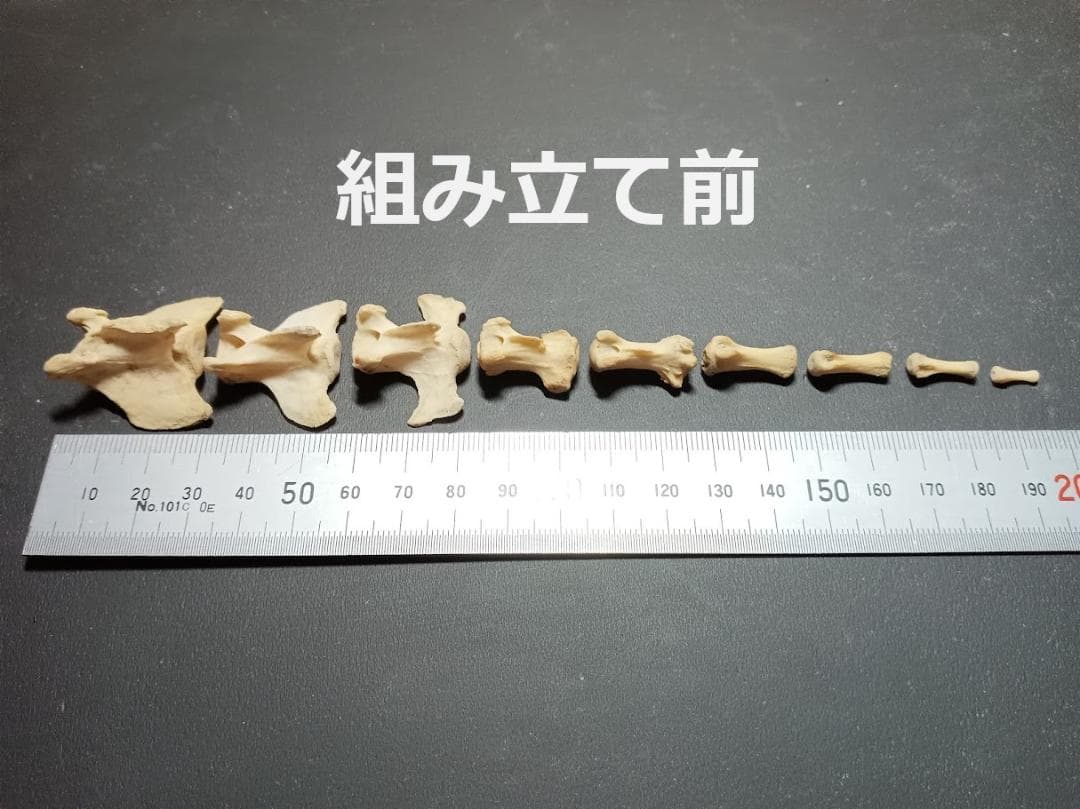 桜龍標本　ニホンジカ　オス　５６Kg　角付き頭骨＋寛骨