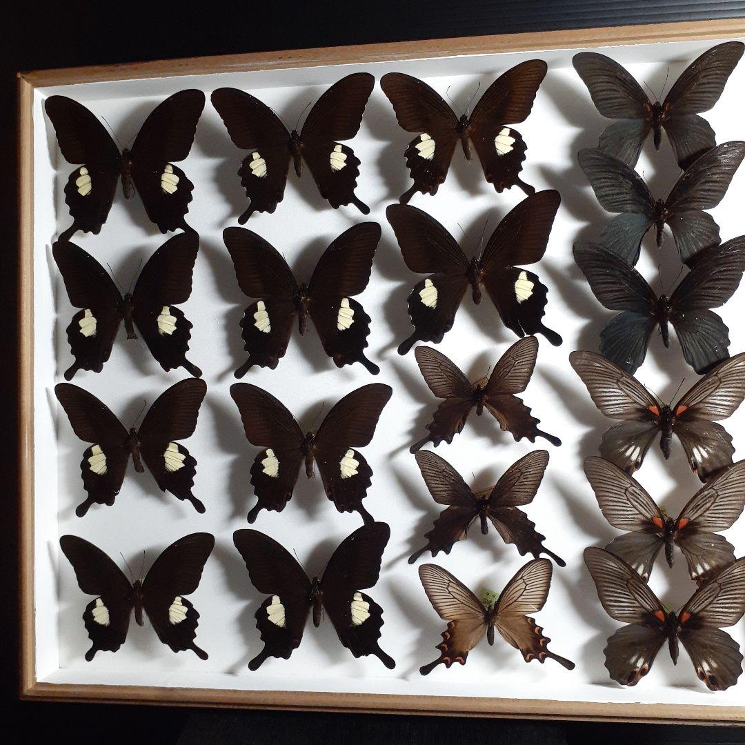 蝶標本　アゲハチョウ類8種47頭、大型ドイツ標本箱２箱入りセット