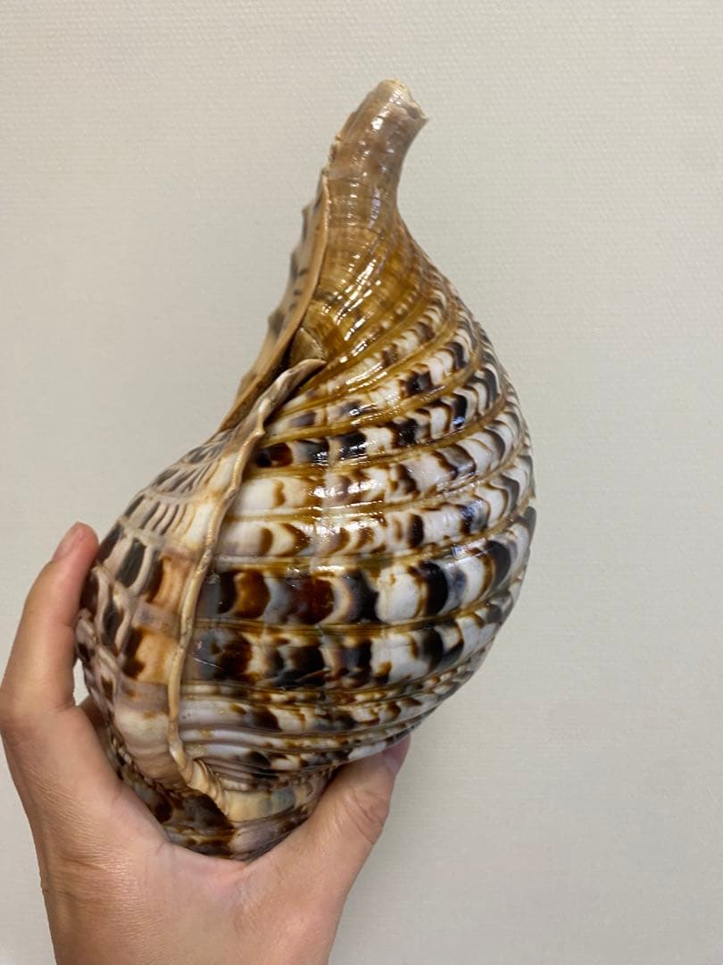 法螺貝　ホラ貝　36cm 770g