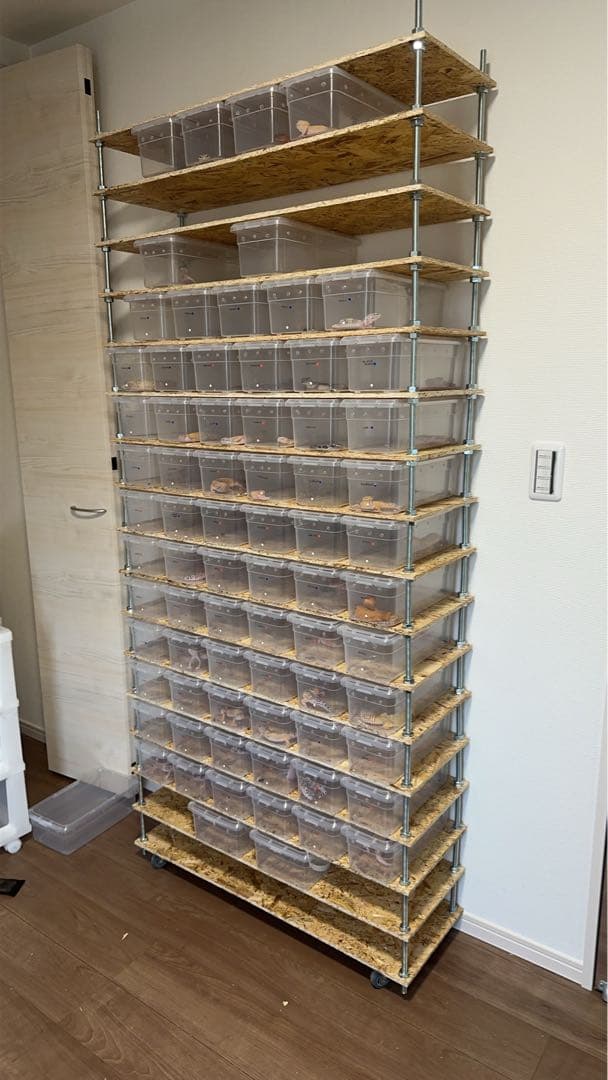 引き取り限定　レオパ爬虫類　ブリードラック　棚