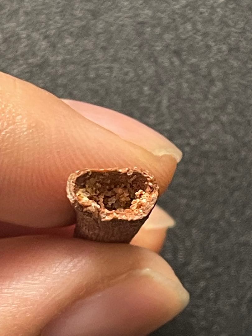 翼竜の歯　化石