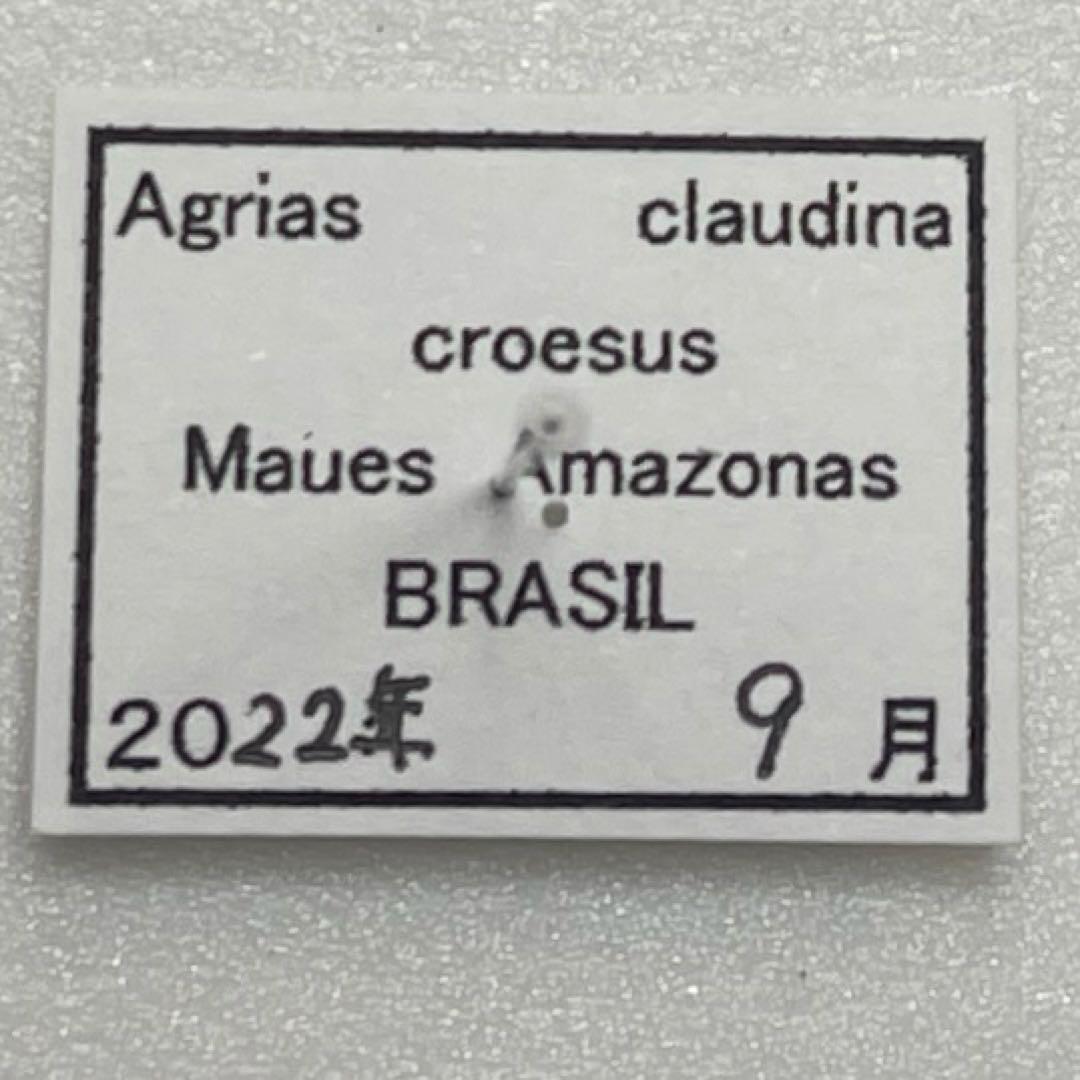 Agrias claudina Croesus ミイロタテハ