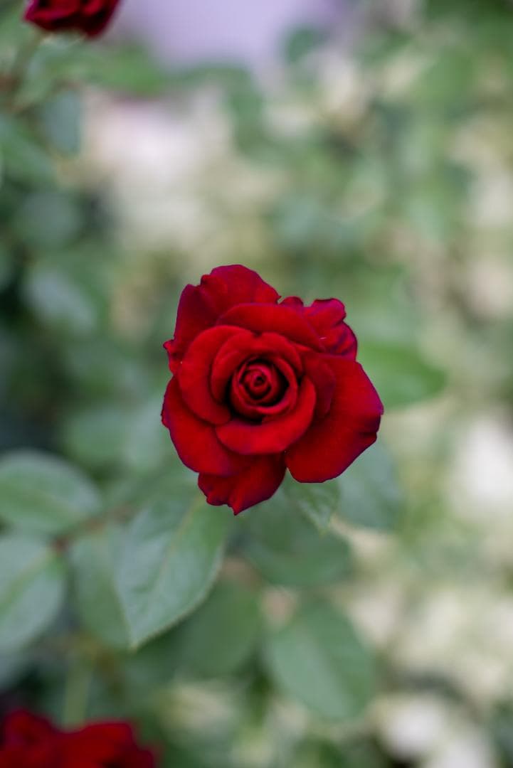 夜と言う名のレンズ Voigtlander NOKTON 50mm F1.1