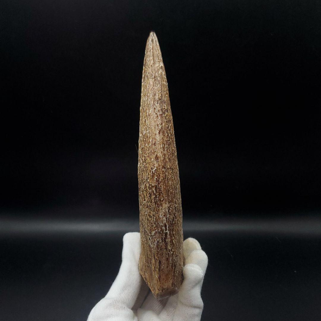 スピノサウルス 爪 レプリカ 181.31mm  spr7