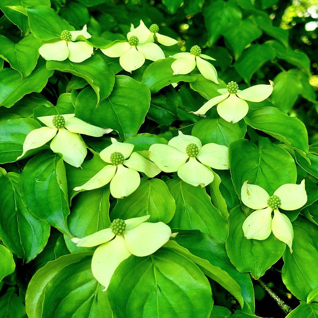 工芸品 taturou.825