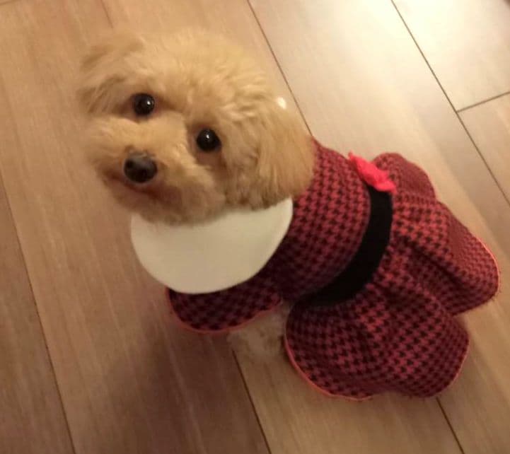 ハンドメイド犬服 赤と黒 ハウンドトゥース柄 フレアスカート