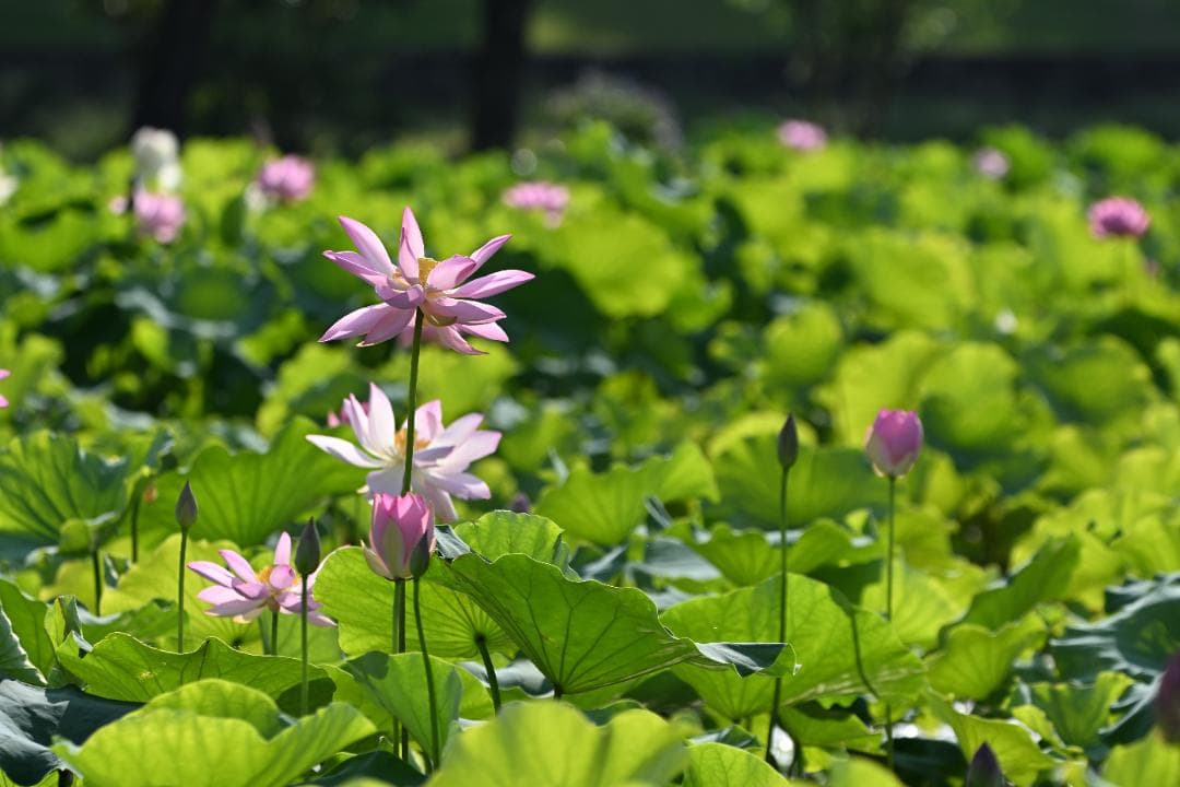 【作例あり】SIGMA超望遠　150-600mm Fマウント