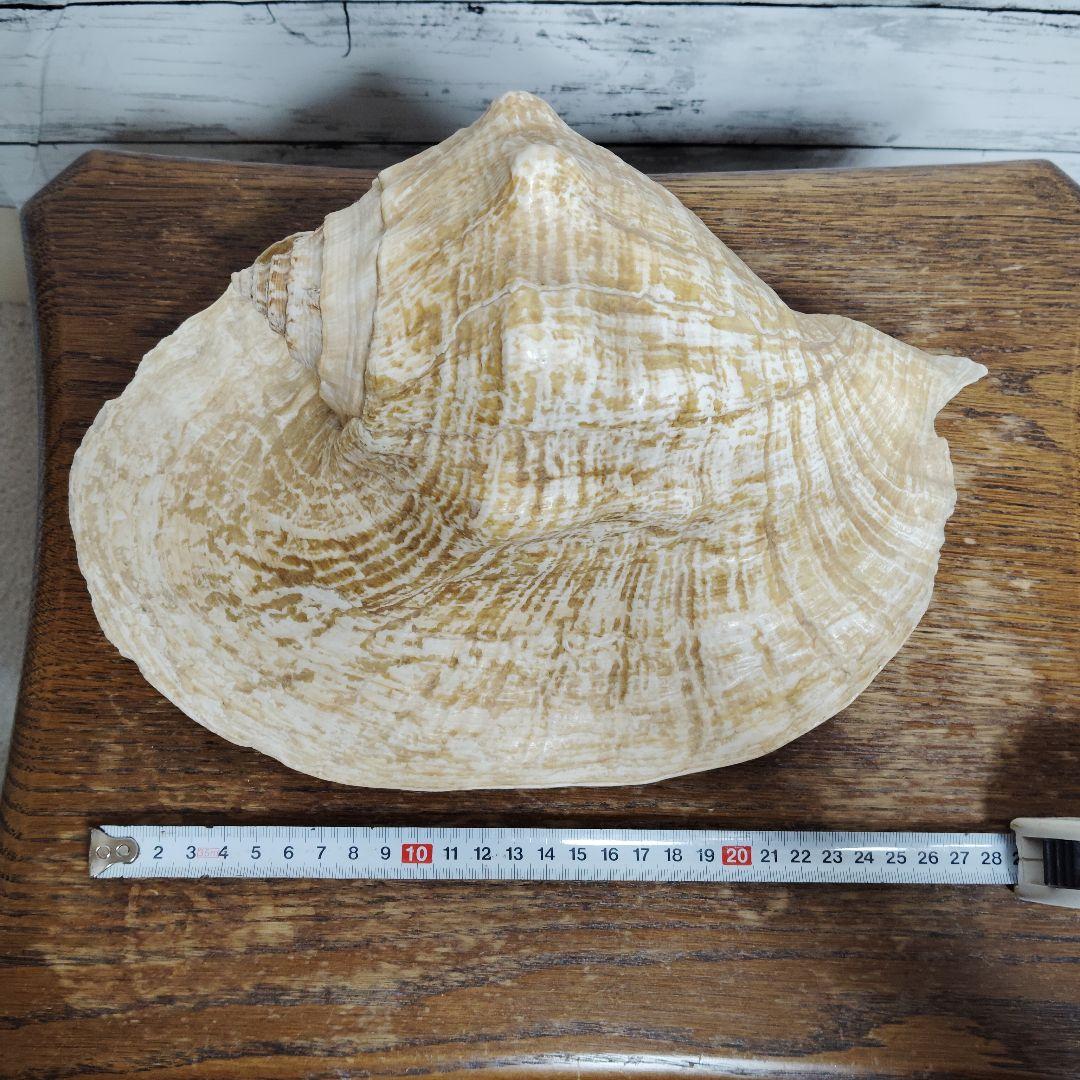 【希少・大型29cm】ブラジル産 ホラガイ 貝殻 天然石 インテリア 標本