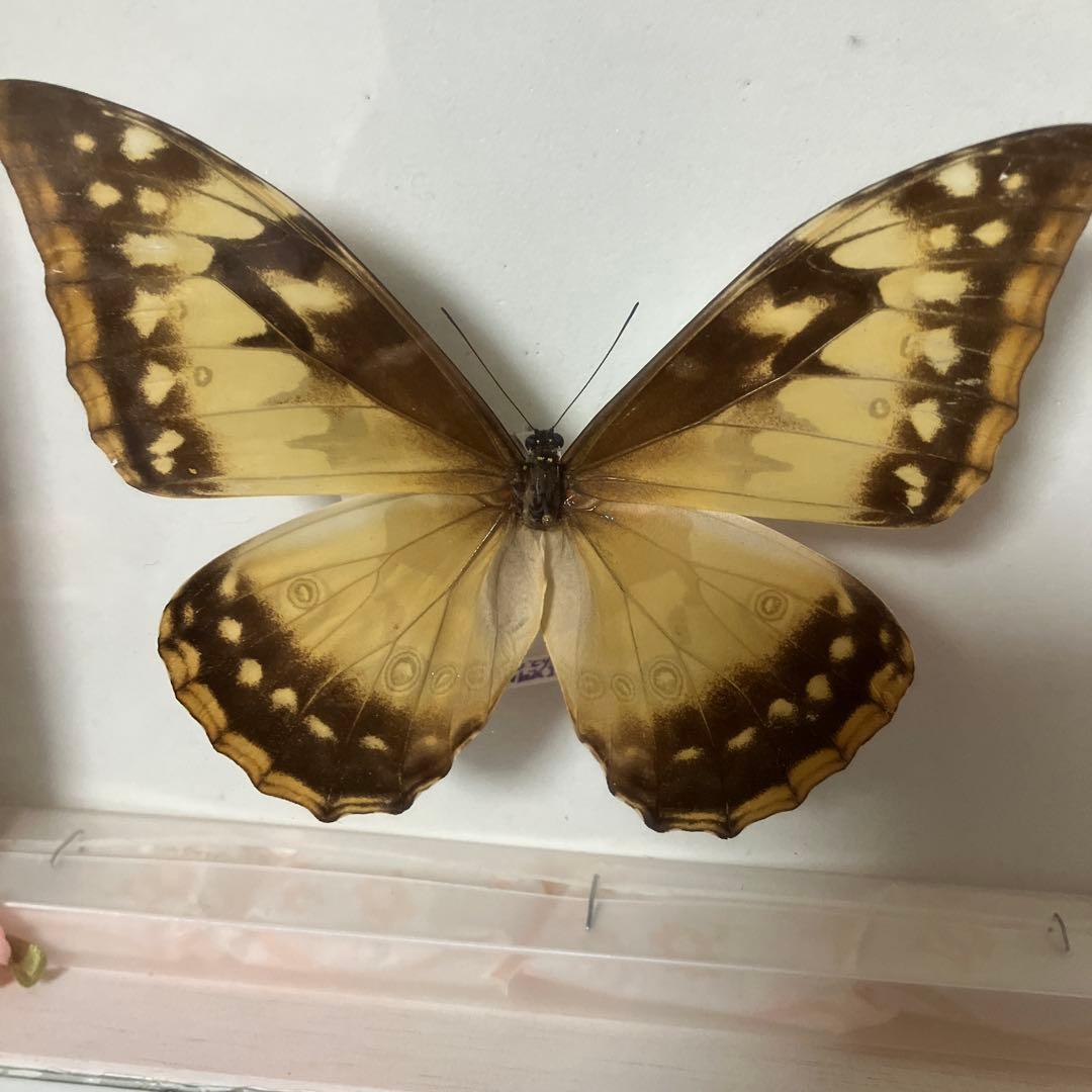 （稀）美麗キプリスモルフォペアー