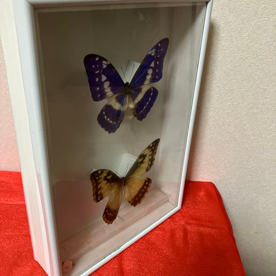 （稀）美麗キプリスモルフォペアー