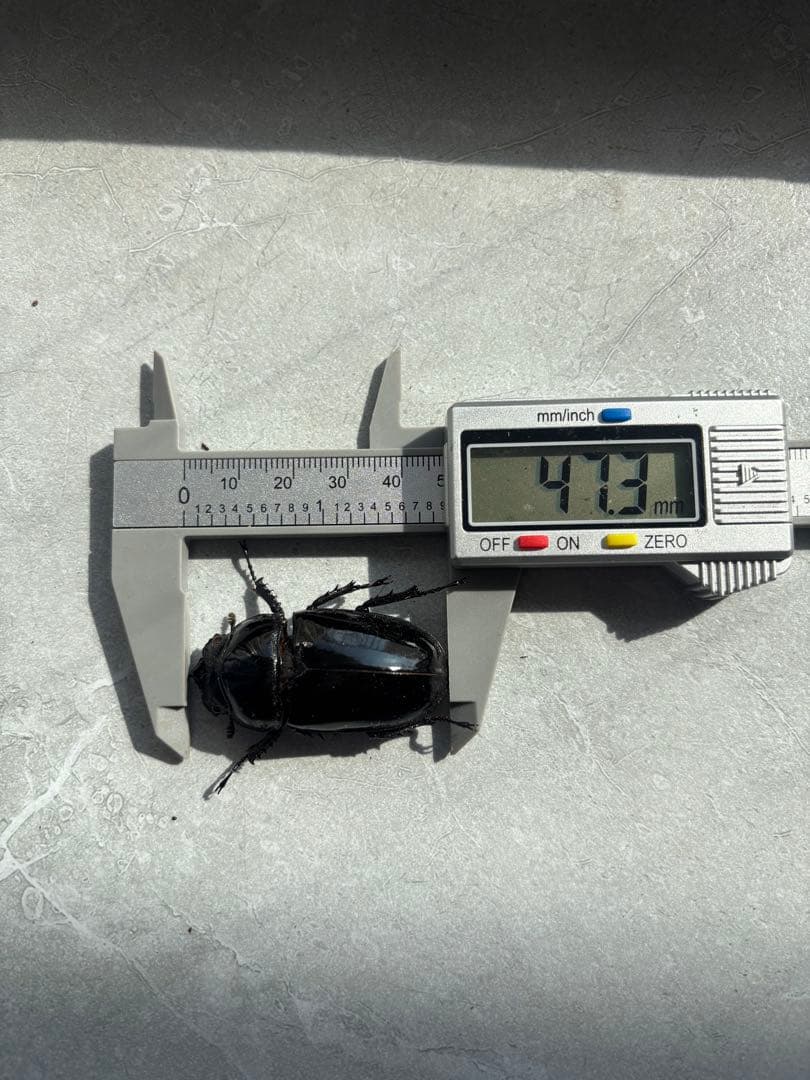 【人気大型種】　タランドゥスオオツヤツヤクワガタ　　標本　オス　メス