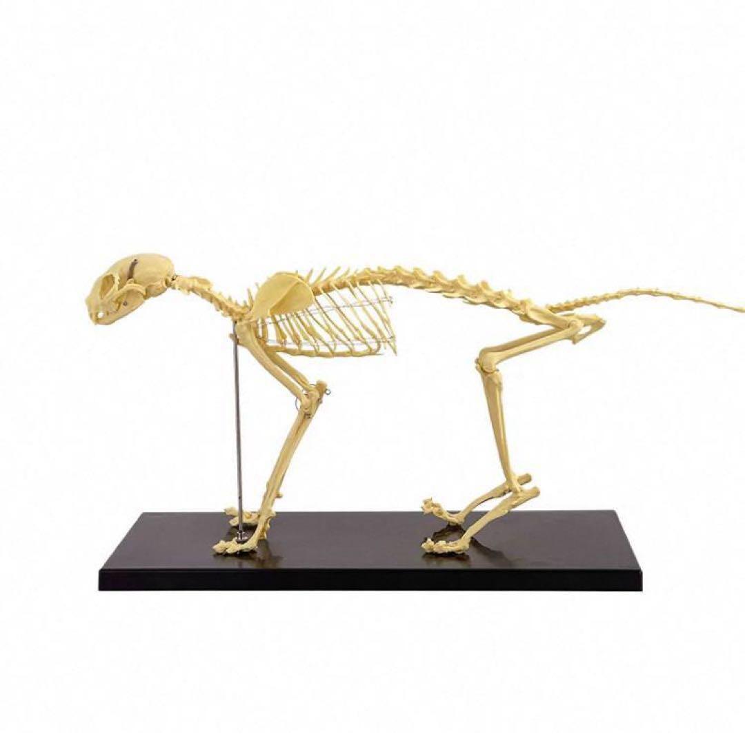 解剖学教材に！猫全身骨格模型 W47×L23×H32cm