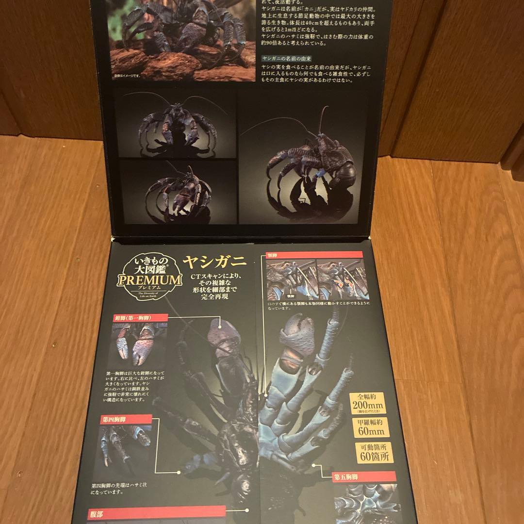 ピ*ノ様 いきもの大図鑑　ヤシガニ