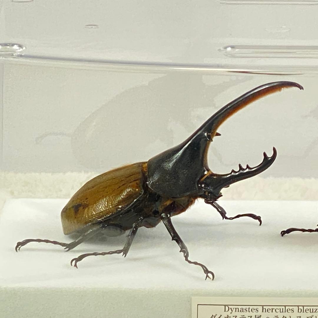 【ペア】ヘラクレスオオカブト（ブリュゼニ）のオブジェ（標本）