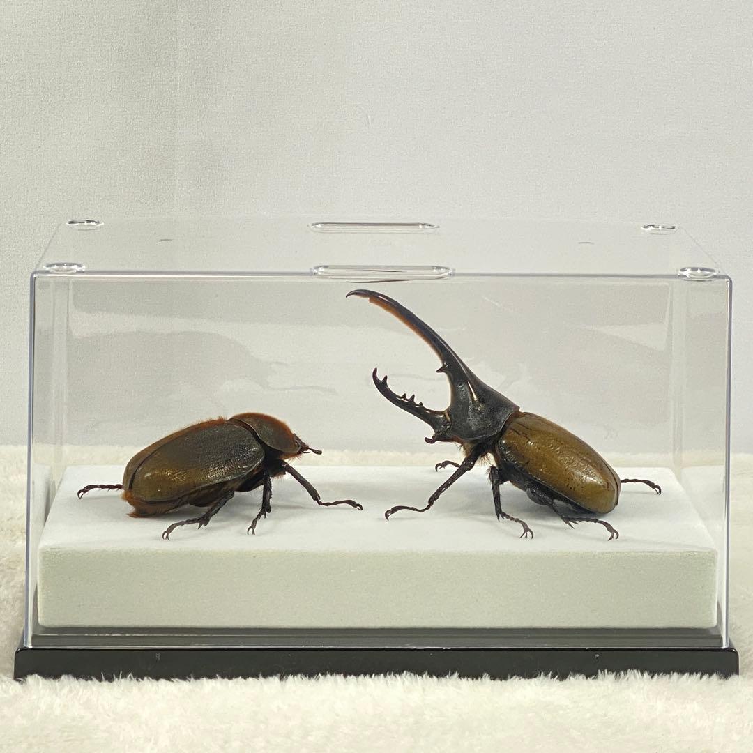 【ペア】ヘラクレスオオカブト（ブリュゼニ）のオブジェ（標本）