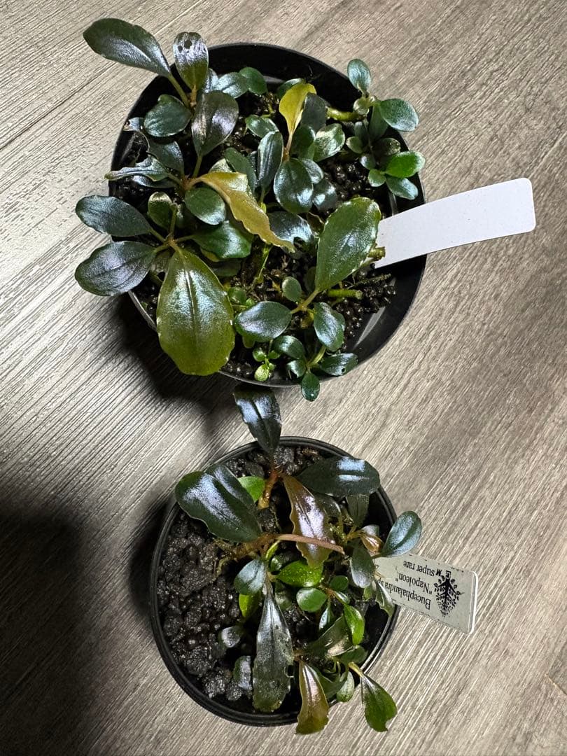 タロウガーデン 