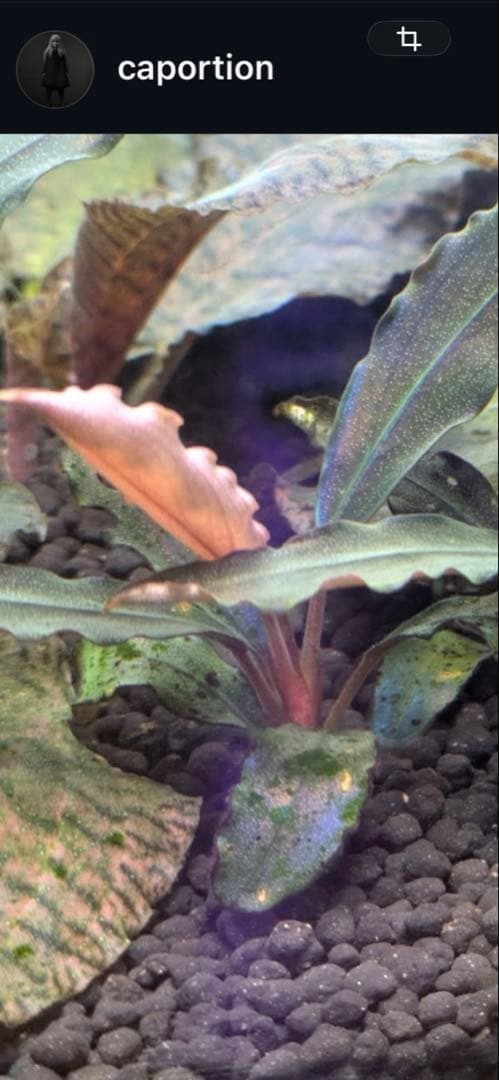 タロウガーデン 