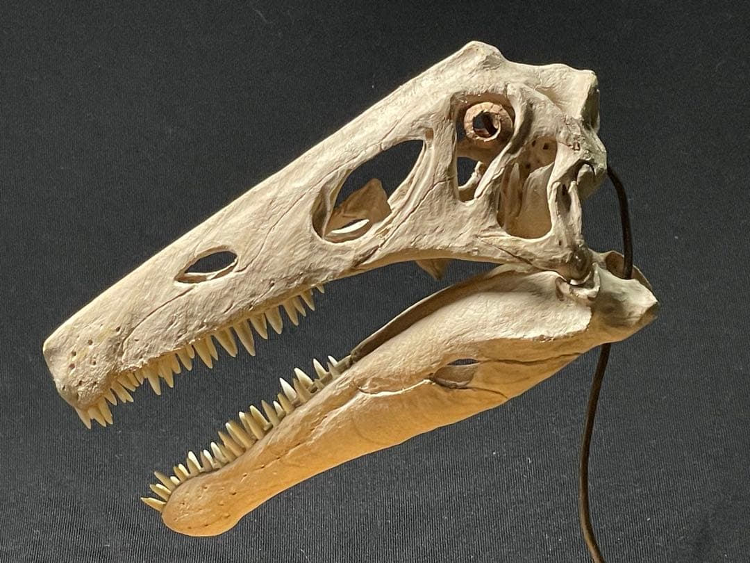 木彫 珍品　恐竜 イリテーター(イリタトール) 頭骨模型　14cm