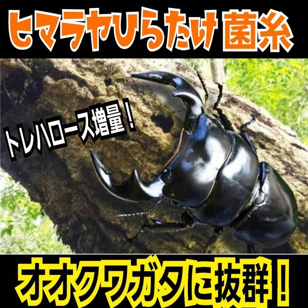 極上！ヒマラヤひらたけ菌糸瓶【１０本セット】トレハロース、キトサン強化配合！