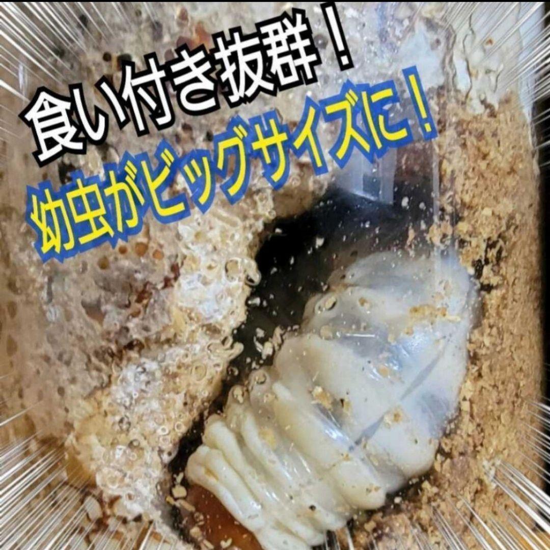 極上！ヒマラヤひらたけ菌糸瓶【１０本セット】トレハロース、キトサン強化配合！