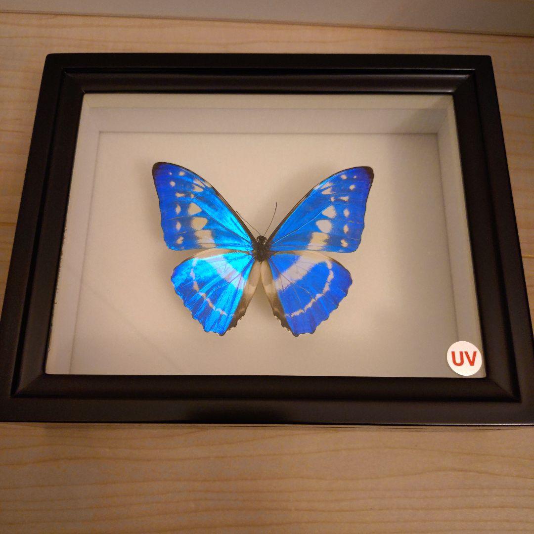 キプリスモルフォ 標本 美品 標本箱付き