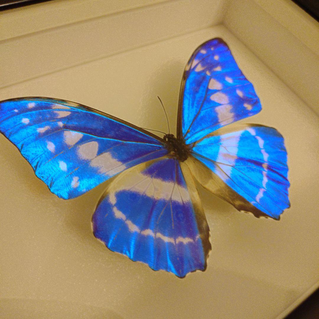 キプリスモルフォ 標本 美品 標本箱付き