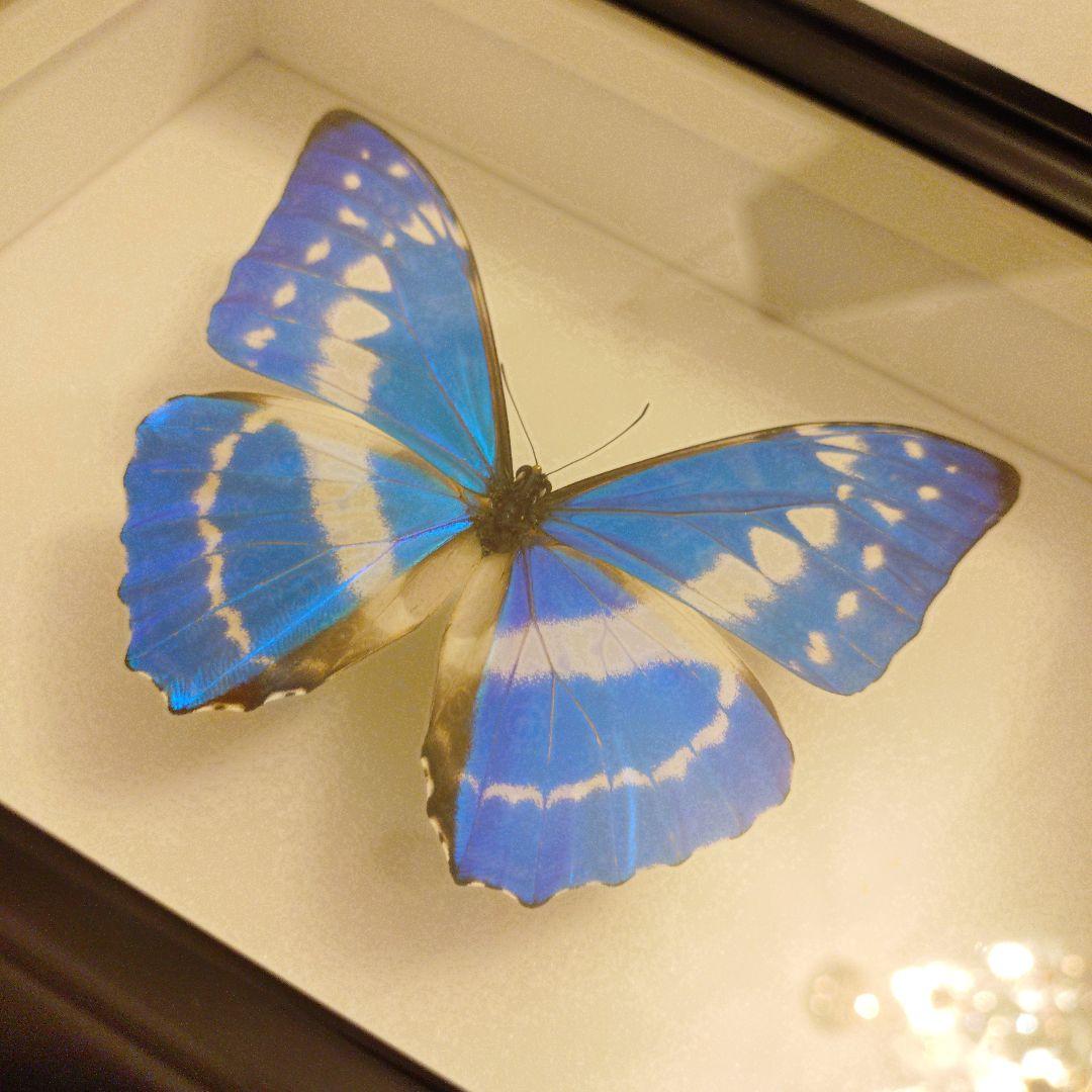 キプリスモルフォ 標本 美品 標本箱付き