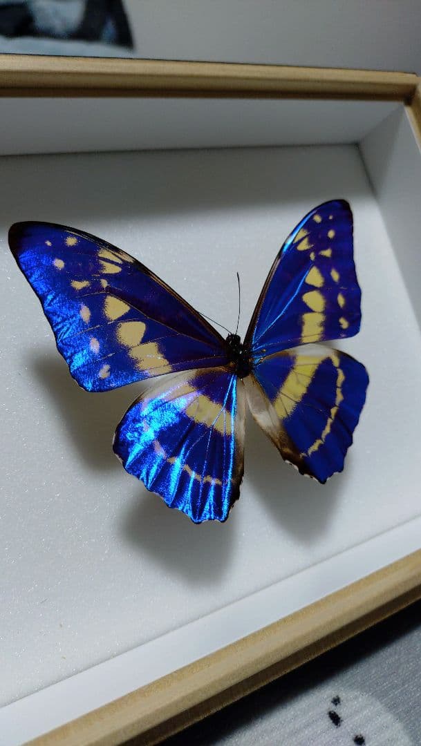 キプリスモルフォ 標本 美品 標本箱付き