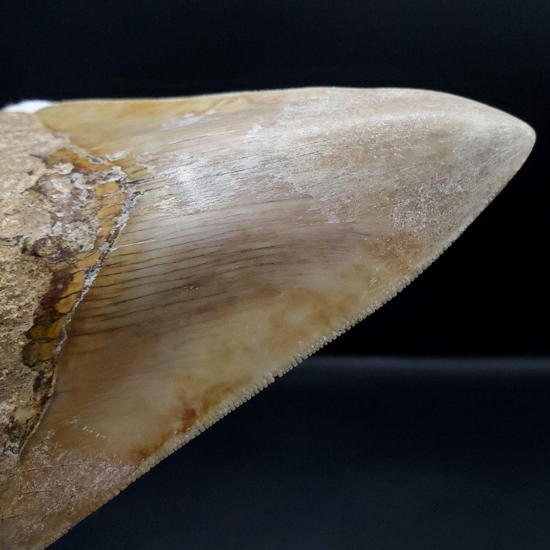 極上 メガロドン 歯 化石 本物 インドネシア 117.89mm mg7