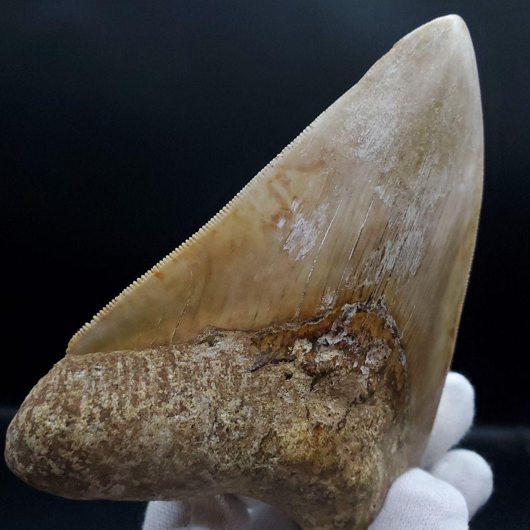 極上 メガロドン 歯 化石 本物 インドネシア 117.89mm mg7