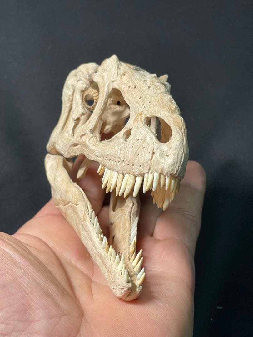木彫　恐竜　ユウティラヌス　頭骨模型　11cm