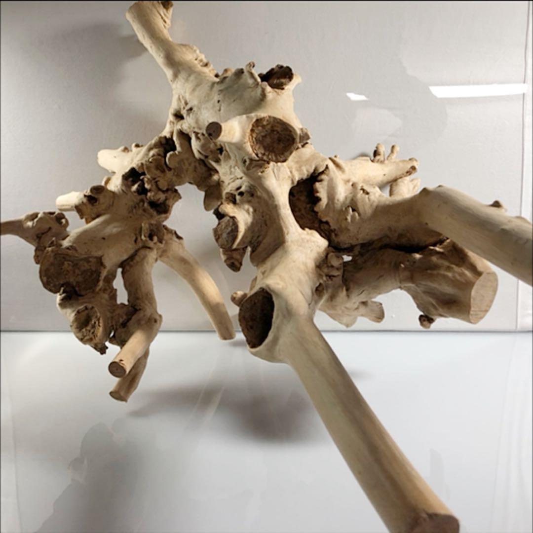 アクアリウム 流木 インテリア