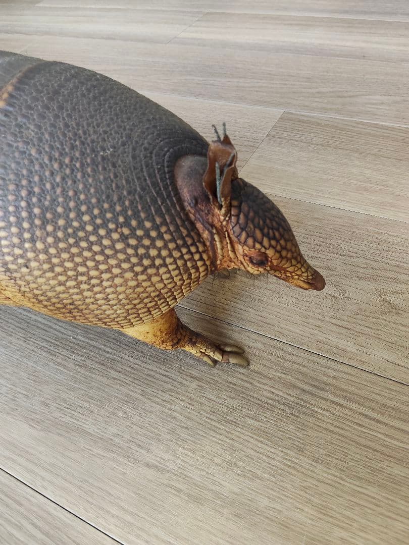 アルマジロ剥製